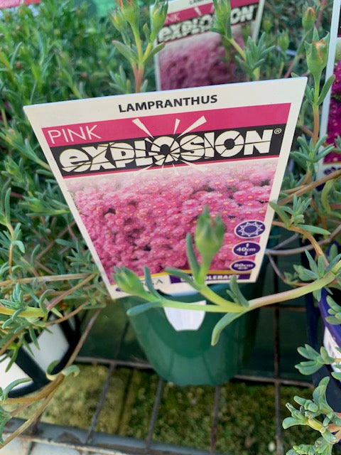 Lampranthus Pink Explosion 140mm