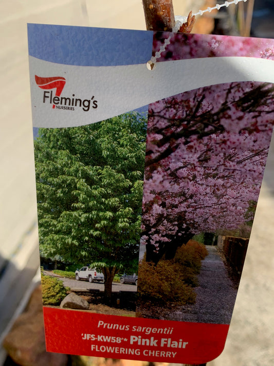 Prunus Pink Flair 30lt