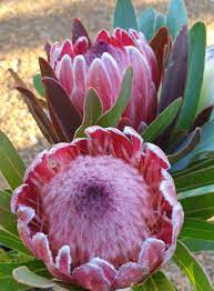 Protea Pink Ice 140mm