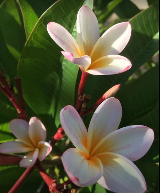 Frangipani-Varieties` – Page 10 – Bigga Trees