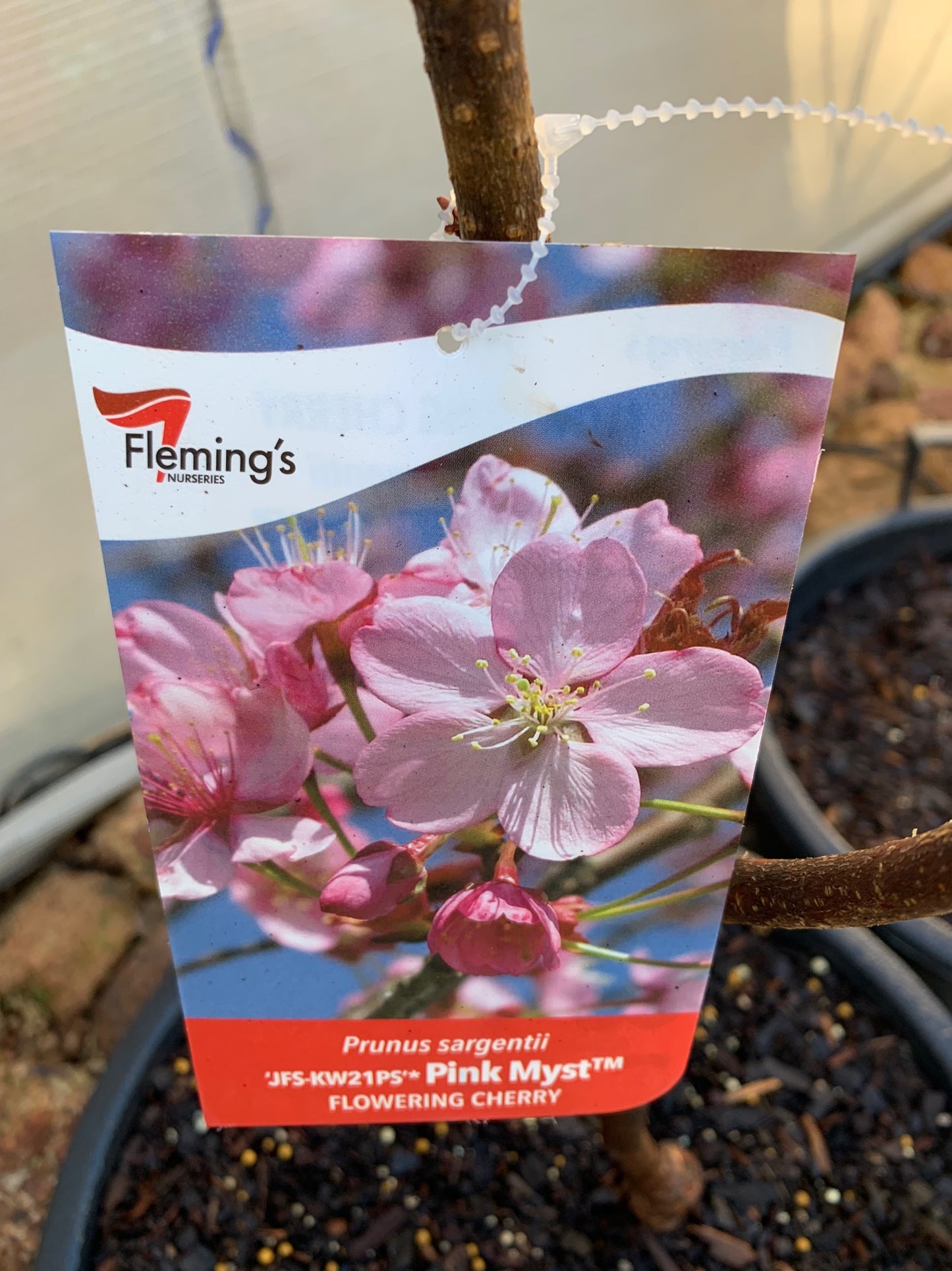 Prunus Pink Myst 30lt