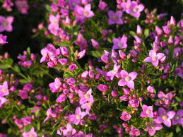 Boronia Pink Passion 140mm