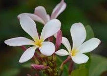 Pink Pudica 18lt