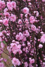 Dwarf Spring Bouquet Pink Royal 30lt