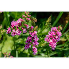 Limonium Pink Statice 170mm