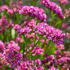 Limonium Pink Statice 170mm