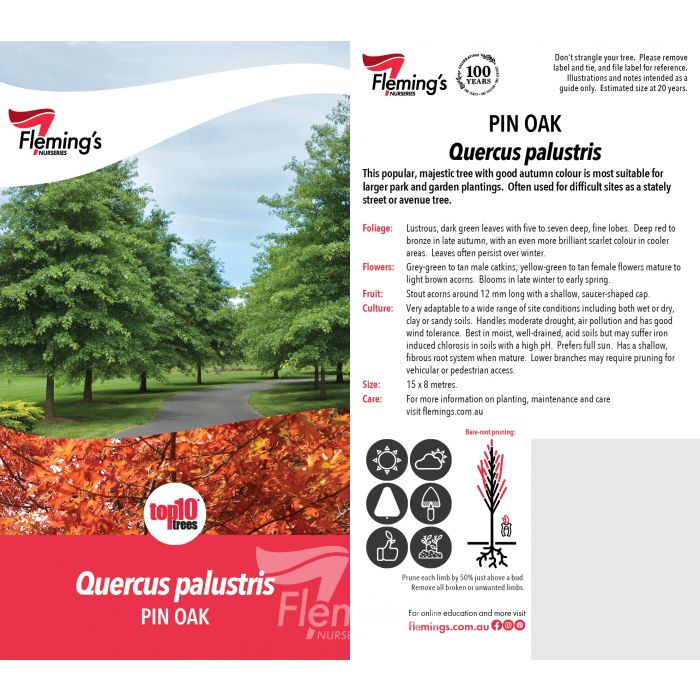 Pin Oak bare root