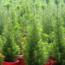Pinus Christmas Star 5lt