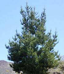Pinus Radiata 30cm
