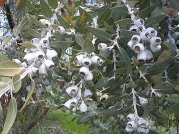 Eucalyptus Pleurocarpa 175mm