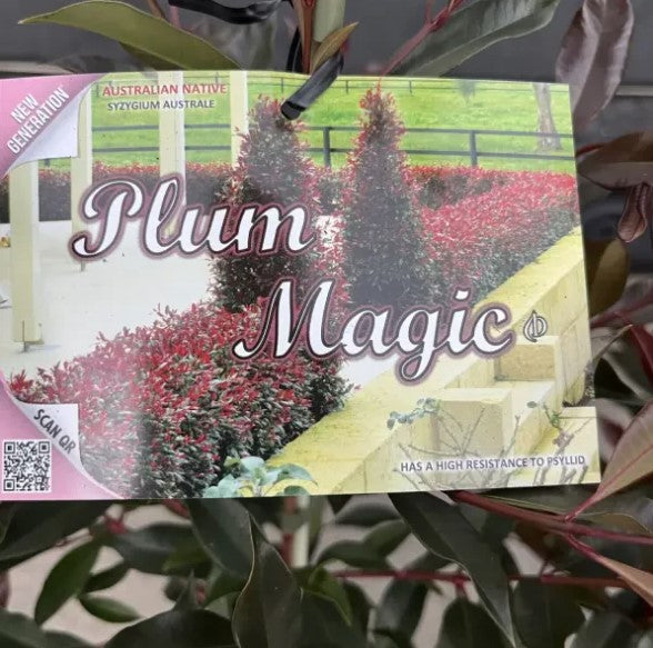 Lily Pily Plum Magic 300mm