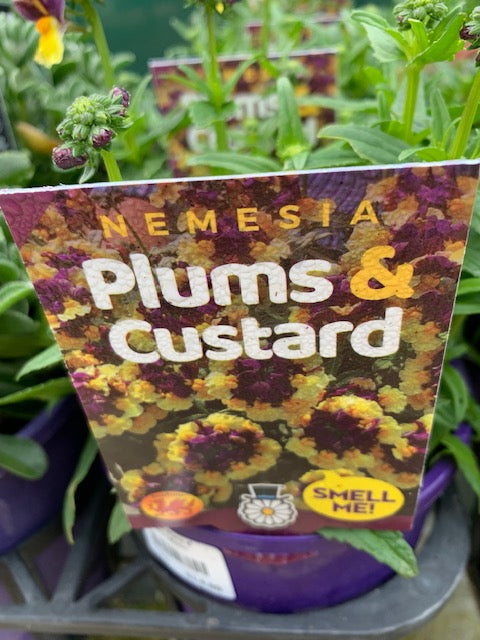Nemesia Plums & Custard 140mm