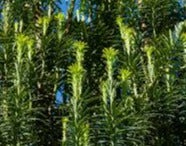 Cephalotaxus Harringtonii Fasitigiata Plum Yew 250mm