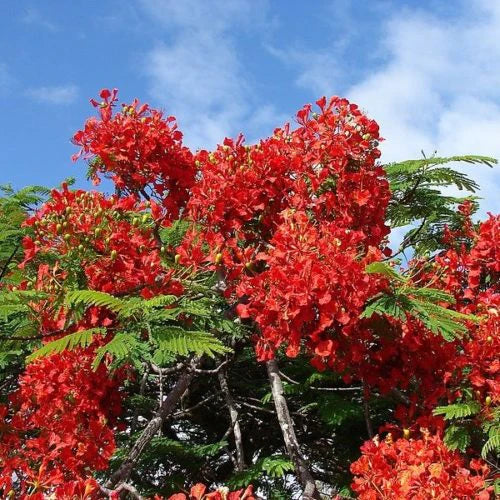 Delonix Regia Poinciana 18lt