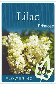 Syringa Primrose Lilac Small