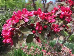 Malus Profusion 50lt