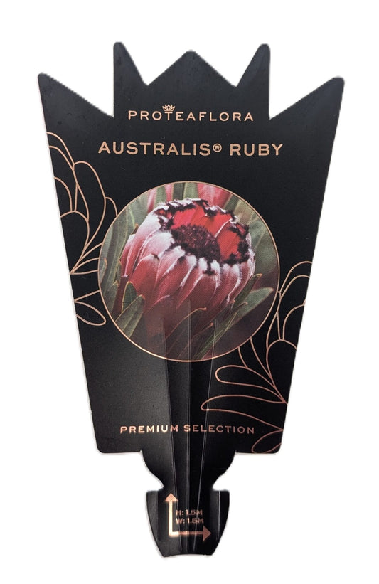 Protea Ruby 140mm