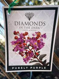 Diamonds In The Dark - Purely Purple