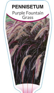 Purple Fountain Grass 14cm