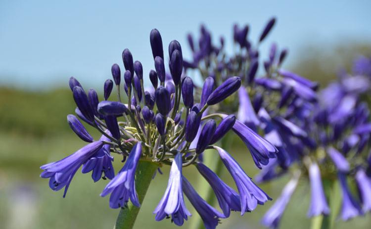 Agapanthus Purple Cloud 5lt