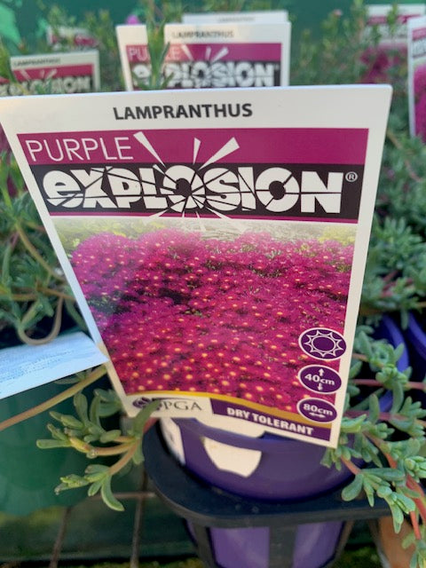 Lampranthus Purple Explosion 140mm