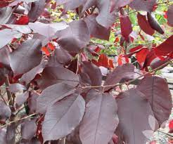 Prunus Purple Jewel 30lt