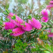 Callistemon Purple Splendour 140mm