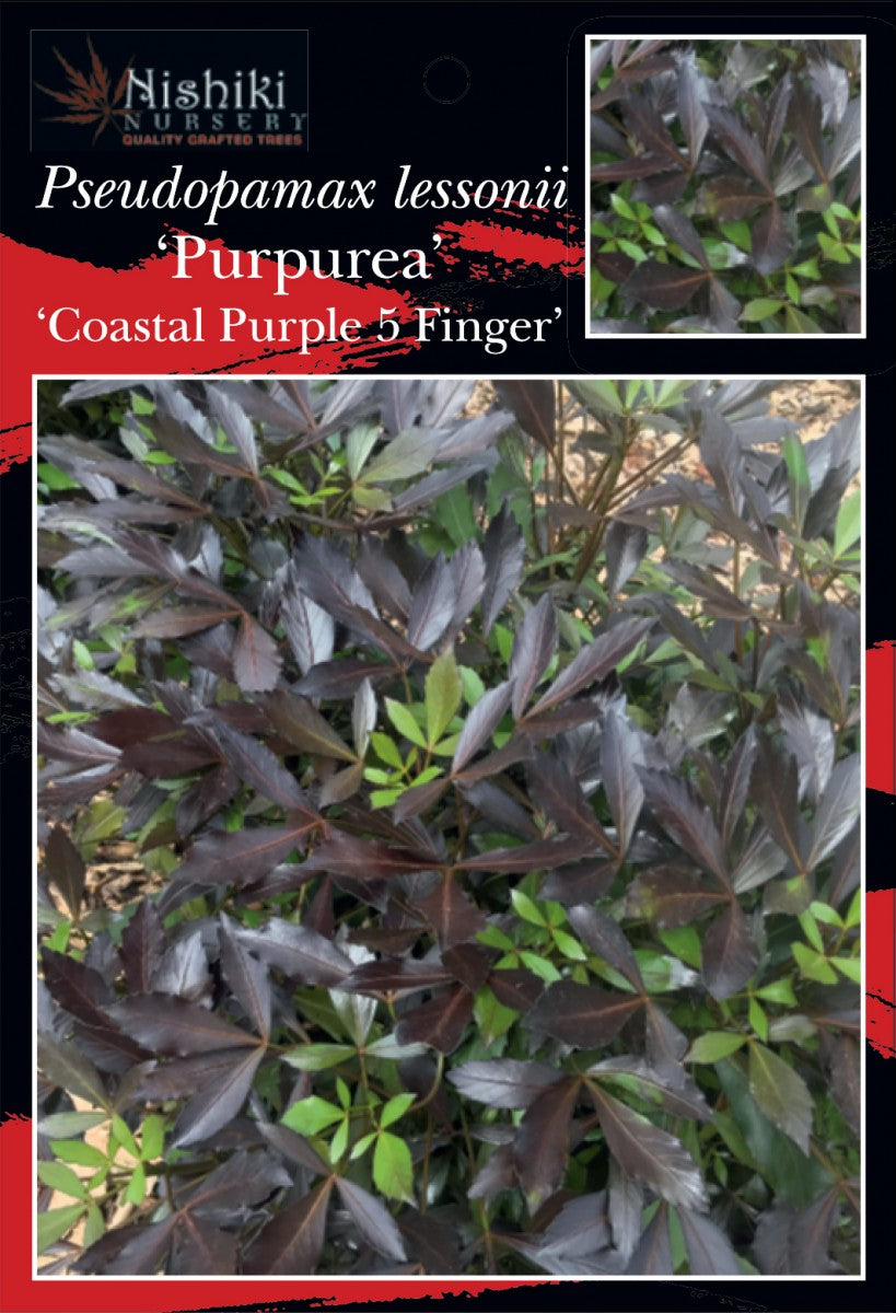 Pseudopanax Purpurea 200mm