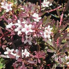 Parvifolium Purpurea 140mm