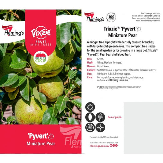 Trixzie Minature Pear Pyvert bare root