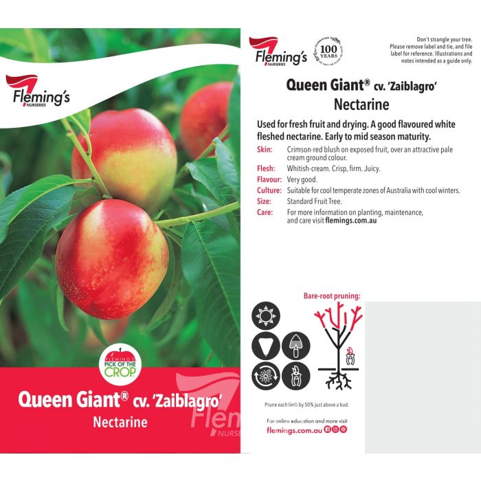 Queen Giant Nectarine bare root