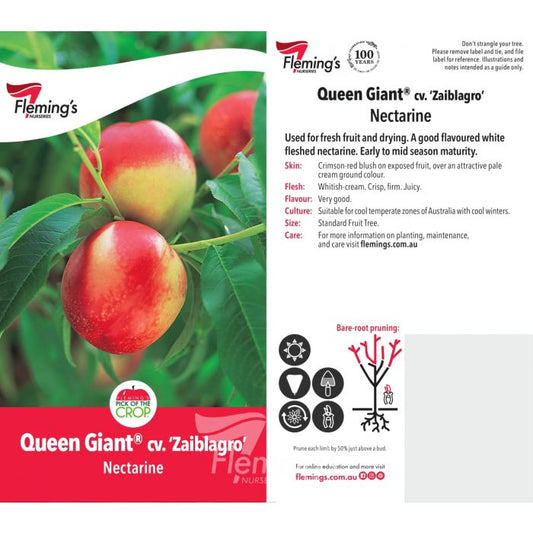 Queen Giant Nectarine bare root