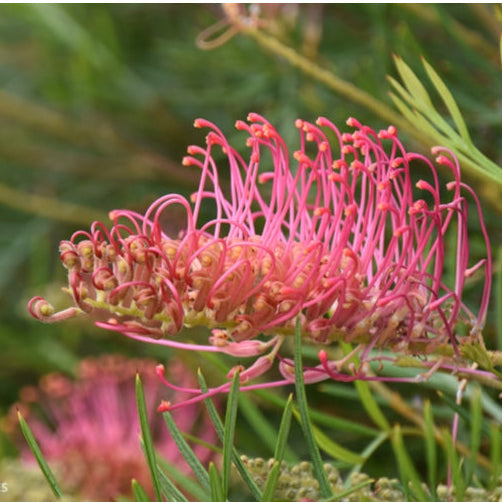 Grevillea Raspberry Dream 5lt