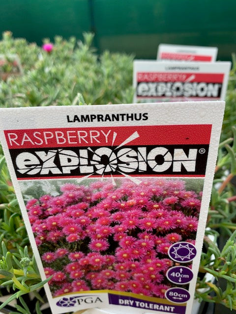 Lampranthus Rapsberry Explosion 140mm