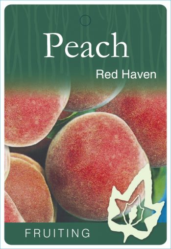 Dwarf Red Haven Peach bare root