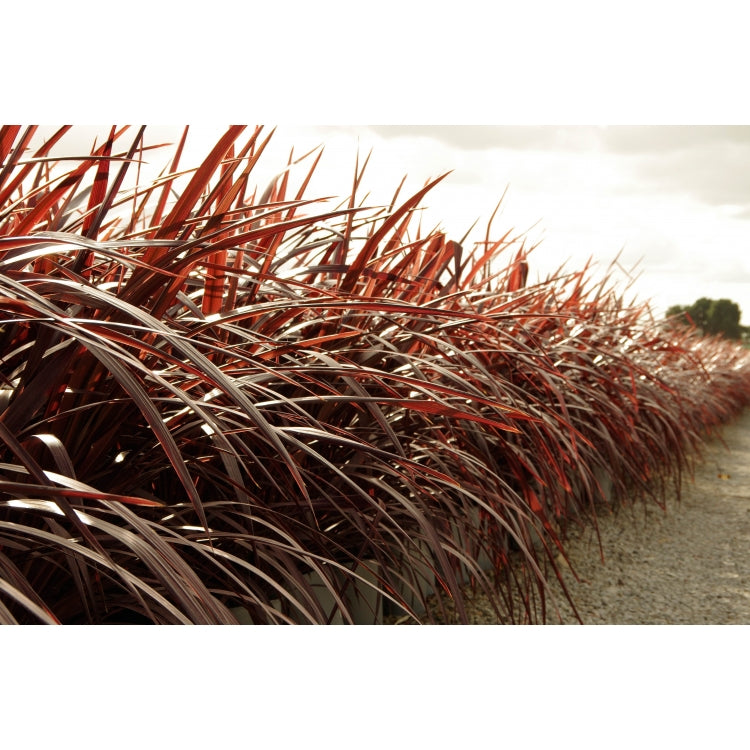 Cordyline Red Chocolate 5lt