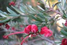 Grevillea Red Clusters 180mm