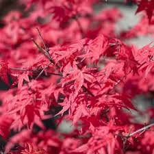 Acer Dissectum Red Dragon 50lt