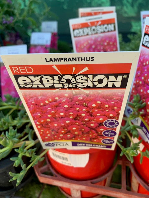 Lampranthus Red Explosion 140mm