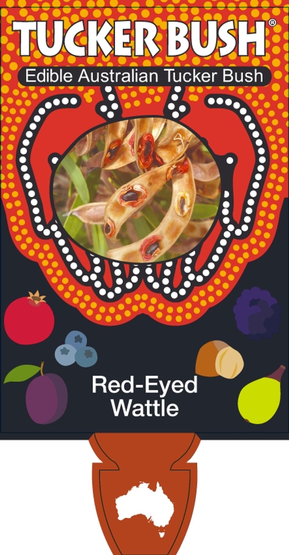 Acacia Cyclops Red-eyed Wattle 140mm