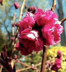 Red Flowering Almond 30lt