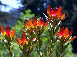 Leucadendron Red Gem 140mm