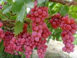 Grape Red Globe