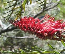 Grevillea Red Hooks 18cm