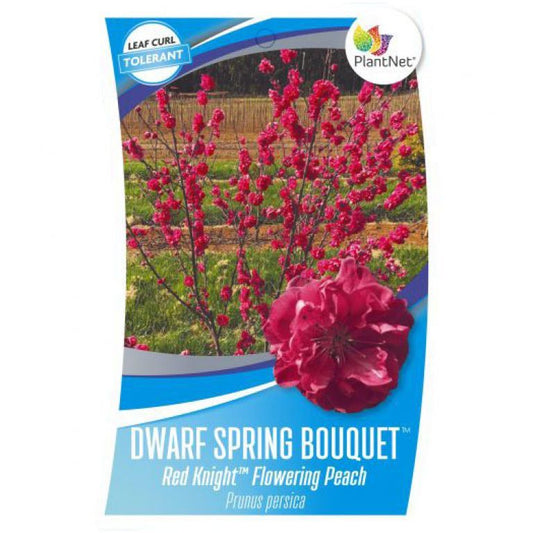 Dwarf Flowering Peach Red Knight bare root