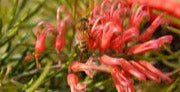 Grevillea Red Lantern 180mm