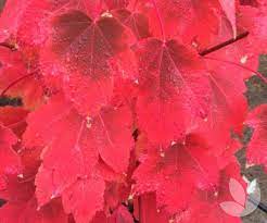 Acer Red Maple