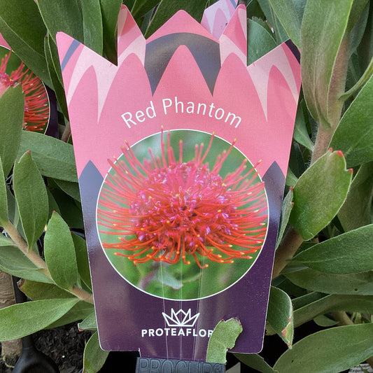 Leucospermum Red Phantom 140mm