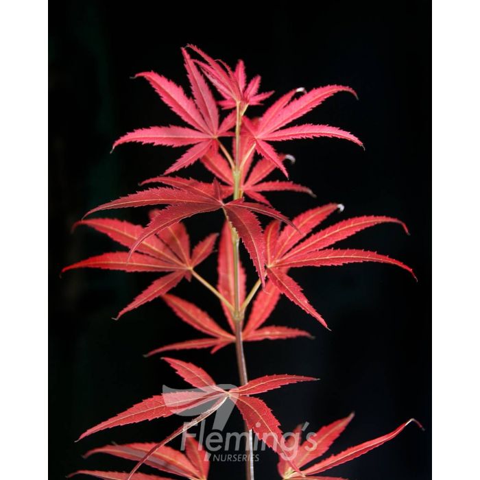 Acer palmatum Red Pygmy bare root