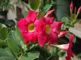 Dipladenia Red Riding Hood 30cm